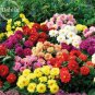50 PCS Seeds Mixed 8 Types of Dahlia Perennial Flowers