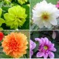 50 PCS Seeds Mixed 8 Types of Dahlia Perennial Flowers
