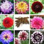 50 PCS Seeds Mixed 8 Types of Dahlia Perennial Flowers