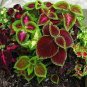 30 PCS Seeds Mixed 9 Colors Coleus Blumei Perennial Flowers