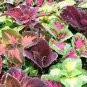 30 PCS Seeds Mixed 9 Colors Coleus Blumei Perennial Flowers