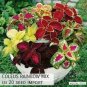 30 PCS Seeds Mixed 9 Colors Coleus Blumei Perennial Flowers
