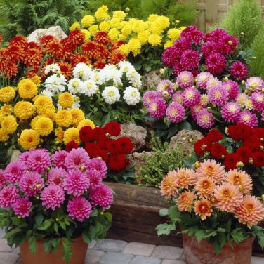 30 PCS Seeds Mixed 9 Colors Dwarf Dahlia Flower