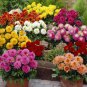30 PCS Seeds Mixed 9 Colors Dwarf Dahlia Flower