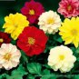 30 PCS Seeds Mixed 9 Colors Dwarf Dahlia Flower