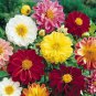 30 PCS Seeds Mixed 9 Colors Dwarf Dahlia Flower
