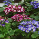 50 PCS Seeds Mixed 9 Colors Florist's Cineraria