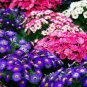 50 PCS Seeds Mixed 9 Colors Florist's Cineraria