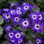 50 PCS Seeds Mixed 9 Colors Florist's Cineraria