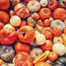 10 PCS Seeds Mixed 9 Kind of Color Rare Pumpkin 10 PCS Seeds Mixed 9 Kind of Color Rare Pumpkin
