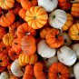 10 PCS Seeds Mixed 9 Kind of Color Rare Pumpkin