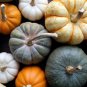 10 PCS Seeds Mixed 9 Kind of Color Rare Pumpkin
