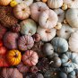10 PCS Seeds Mixed 9 Kind of Color Rare Pumpkin