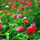200 PCS Seeds Mixed 9 Kinds of Rare Rose Flower Together Beautiful Bonsai Rose Tree 200 PCS Seeds Mixed 9 Kinds of Rare Rose Flower Together Beautiful Bonsai Rose Tree