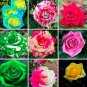 200 PCS Seeds Mixed 9 Kinds of Rare Rose Flower Together Beautiful Bonsai Rose Tree