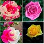 200 PCS Seeds Mixed 9 Kinds of Rare Rose Flower Together Beautiful Bonsai Rose Tree