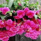 35 PCS Seeds Mixed 9 Types of Begonia Flower 35 PCS Seeds Mixed 9 Types of Begonia Flower