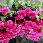 35 PCS Seeds Mixed 9 Types of Begonia Flower