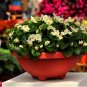 35 PCS Seeds Mixed 9 Types of Begonia Flower