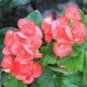 35 PCS Seeds Mixed 9 Types of Begonia Flower