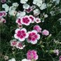 200 PCS Seeds Mixed 9 Types of Dianthus