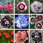 200 PCS Seeds Mixed 9 Types of Dianthus