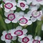 200 PCS Seeds Mixed 9 Types of Dianthus