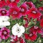 200 PCS Seeds Mixed 9 Types of Dianthus