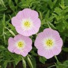 30 PCS Seeds Mixed 9 Types of Evening Primrose