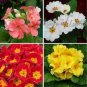 30 PCS Seeds Mixed 9 Types of Evening Primrose