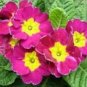 30 PCS Seeds Mixed 9 Types of Evening Primrose