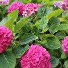 20 PCS Seeds Mixed 9 Types of Hydrangra 20 PCS Seeds Mixed 9 Types of Hydrangra
