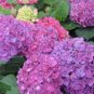20 PCS Seeds Mixed 9 Types of Hydrangra