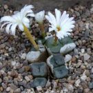 10 PCS Seeds Mixed 9 Types of Lithops Conophytum