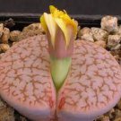 10 PCS Seeds Mixed 9 Types of Lithops pseudotruncatella 10 PCS Seeds Mixed 9 Types of Lithops pseudotruncatella
