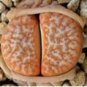 10 PCS Seeds Mixed 9 Types of Lithops pseudotruncatella