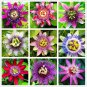 20 PCS Seeds Mixed 9 Types of Passiflora Flowers Big Hanging Bonsai Flower