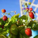 100 PCS Seeds Mixed 9 Types of Strawberry Fruit