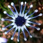100 PCS Seeds Mixed African Blue Eyed Daisy Flowers Osteospermum Bonsai