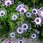 100 PCS Seeds Mixed African Blue Eyed Daisy Flowers Osteospermum Bonsai
