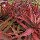 100 PCS Seeds Mixed Aloe