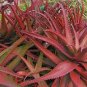 100 PCS Seeds Mixed Aloe