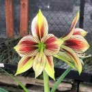 100 PCS Seeds Mixed Amaryllis Bonsai Seeds Not Bulbs Balcony Garden Lily Plant 100 PCS Seeds Mixed Amaryllis Bonsai Seeds Not Bulbs Balcony Garden Lily Plant