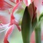 100 PCS Seeds Mixed Amaryllis Bonsai Seeds Not Bulbs Balcony Garden Lily Plant