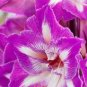 100 PCS Seeds Mixed Amaryllis Bonsai Seeds Not Bulbs Balcony Garden Lily Plant