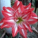 100 PCS Seeds Mixed Amaryllis Red White Pinkish-White Mix Colors
