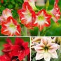 100 PCS Seeds Mixed Amaryllis Red White Pinkish-White Mix Colors