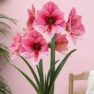100 PCS Seeds Mixed Amaryllis Seeds Not Bulbs