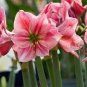 100 PCS Seeds Mixed Amaryllis Seeds Not Bulbs