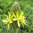 100 PCS Seeds Mixed Angels Yellow Asphodel Bonsai